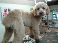 /album/quelques-photos-/jackson-toilet-2015-1-jpg/